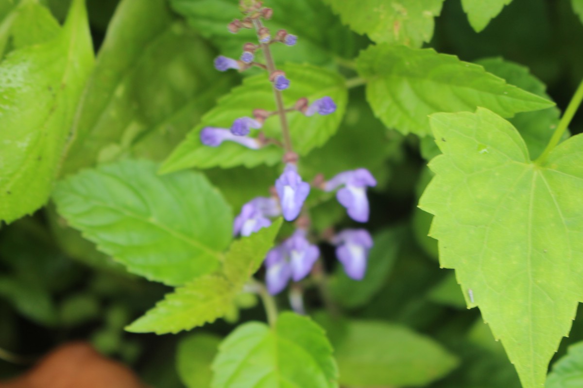 Scutellaria